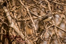 Afternoon zoom-1568.jpg