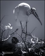 3-22-17 Wako IR  1-40-3.1BW.jpg