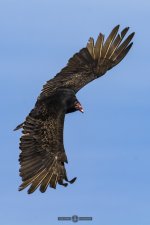 DHP_9338-Edit.jpg