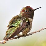 Hummer23.jpg