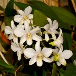 Orchid2.jpg