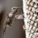 Hummer5.jpg