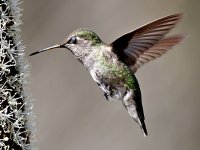 Hummer7.jpg