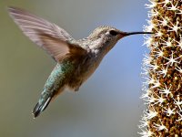 Hummer16.jpg