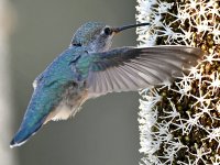 Hummer19.jpg