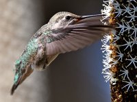 Hummer21.jpg