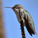Hummer10.jpg