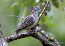 DSC_6339.jpg