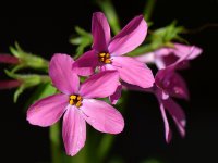 PinkPhlox.jpg