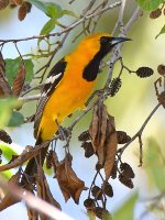Oriole2.jpg