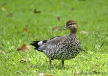 DSC_6359.jpg