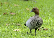 DSC_6362.jpg