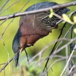 GreenHeron4.jpg