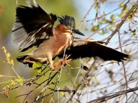 GreenHeron8.jpg
