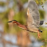 GreenHeron13.jpg