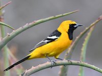 Oriole.jpg