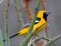 Oriole4.jpg