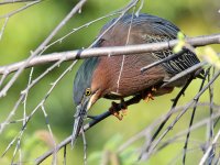 GreenHeron.jpg