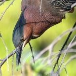 GreenHeron5.jpg