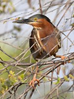 GreenHeron9.jpg