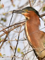GreenHeron12.jpg