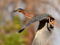 GreenHeron14.jpg