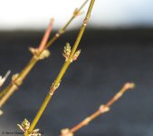 DSCN1774.jpg