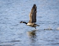 DSC_2971-1 lo res.jpg