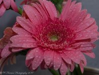 Pink Gerbera Daisies #4 3-23-2017.jpg