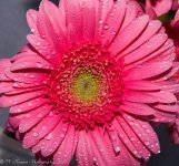 Pink Gerbera Dasies #2 3-23-2017.jpg