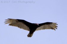 3-25-17-cr__D7K6204.jpg