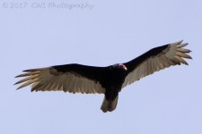3-25-17-cr__D7K6205.jpg