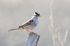 WhiteCrownedSparrow-230.jpg