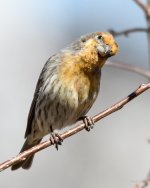 HouseFinch-240.jpg