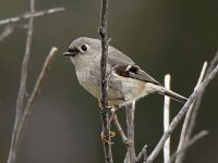 Vireo.jpg