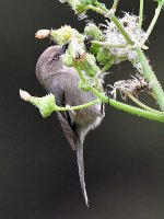 Tit.jpg