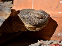 Turtle5.jpg