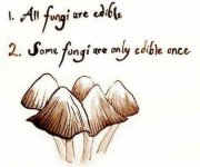 fungi.JPG