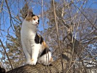 DSC_1958 -1 Callie sm.jpg