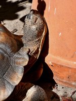 Turtle4.jpg