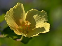 Stamen.jpg