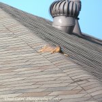 squirrel_7633.jpg