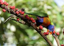 DSC_6384.jpg