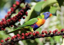 DSC_6421.jpg
