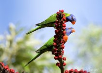 DSC_6436.jpg