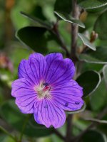 BlueFlower2.jpg