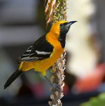 Oriole.jpg