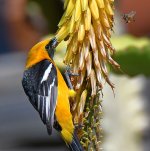 Oriole7.jpg