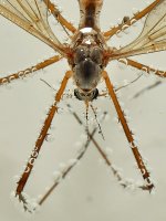 Damsel2.jpg