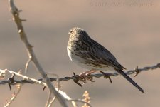 3-27-17-cr__D7K6215.jpg